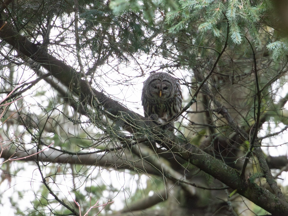 Barred Owl - ML612639810