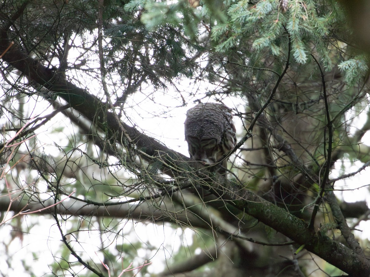 Barred Owl - ML612639811