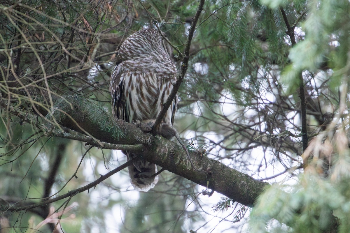 Barred Owl - ML612639820