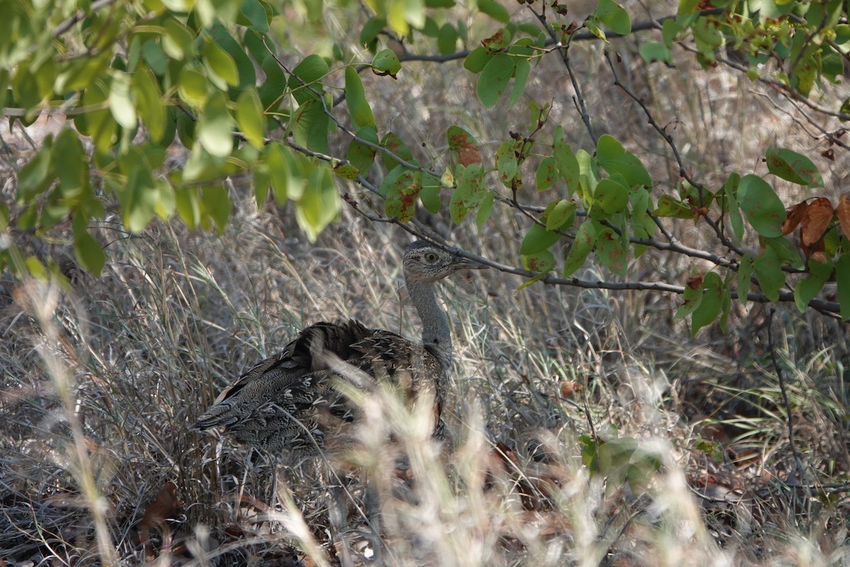 Red-crested Bustard - ML612639882