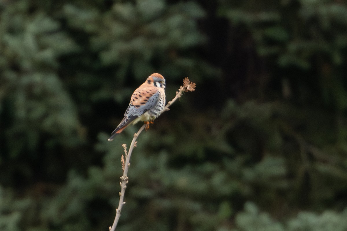 American Kestrel - ML612639884