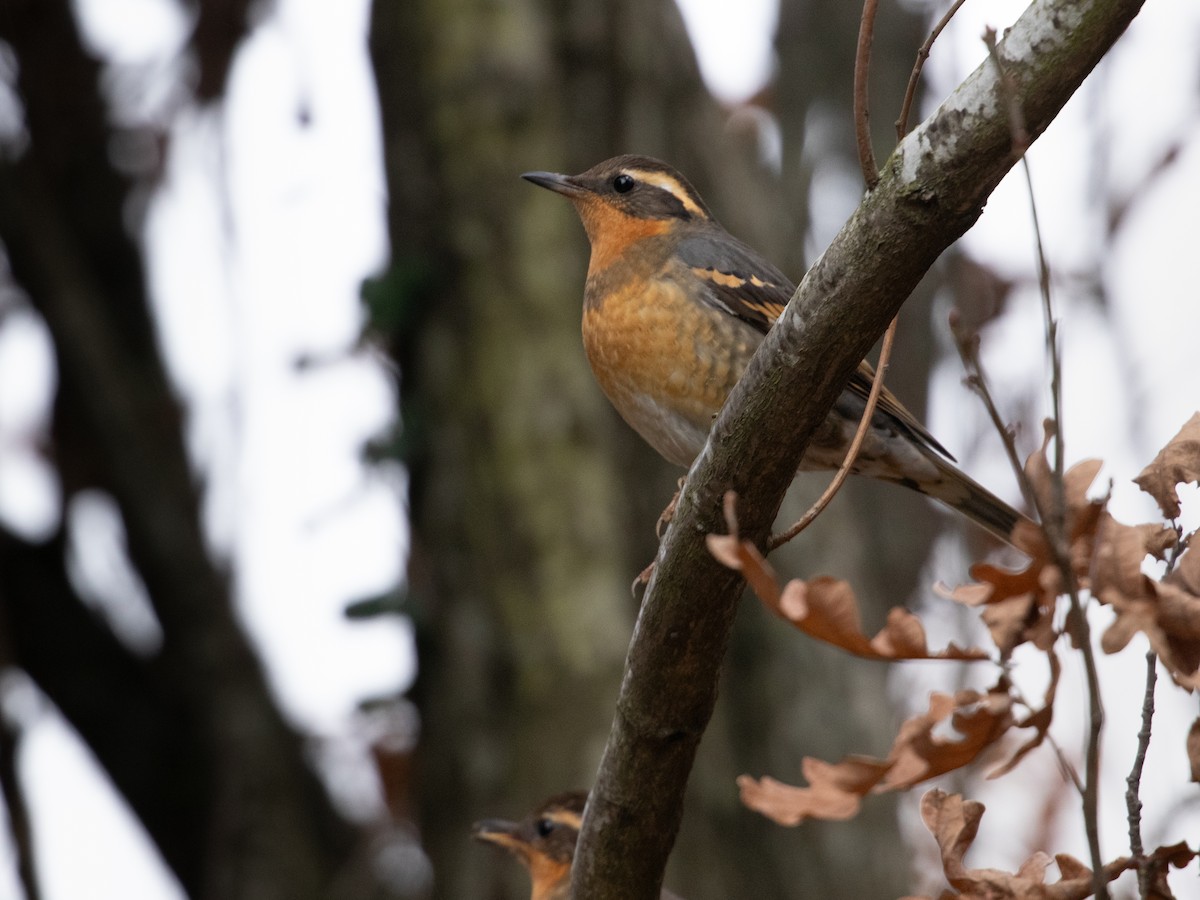 Varied Thrush - ML612639885