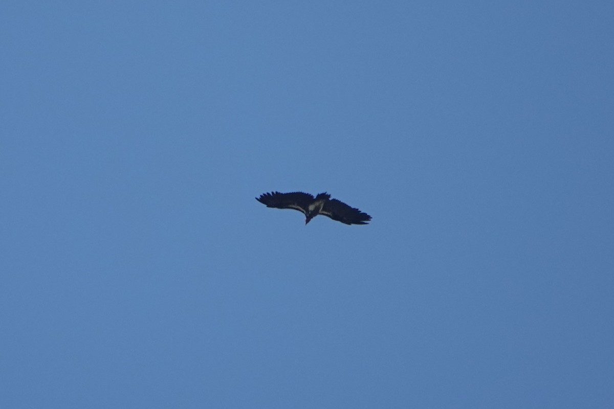 Lappet-faced Vulture - ML612639897