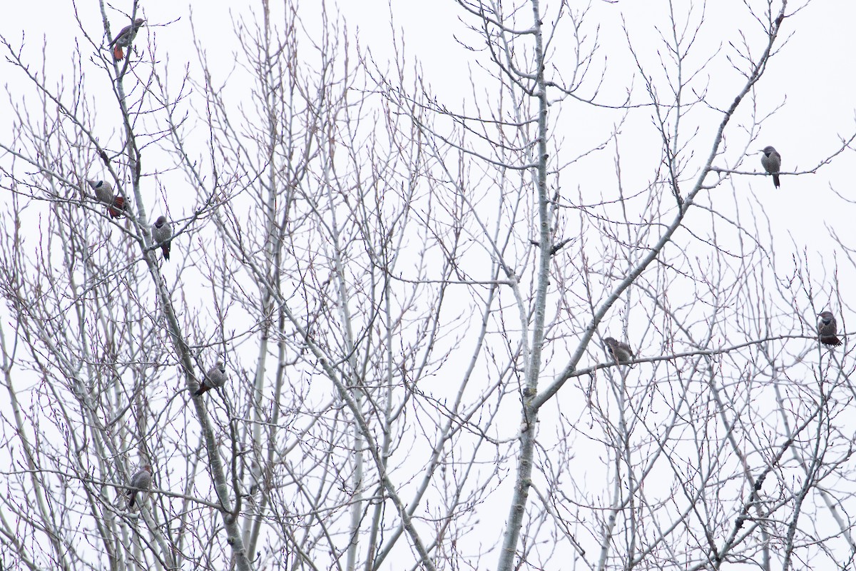Northern Flicker - ML612640002
