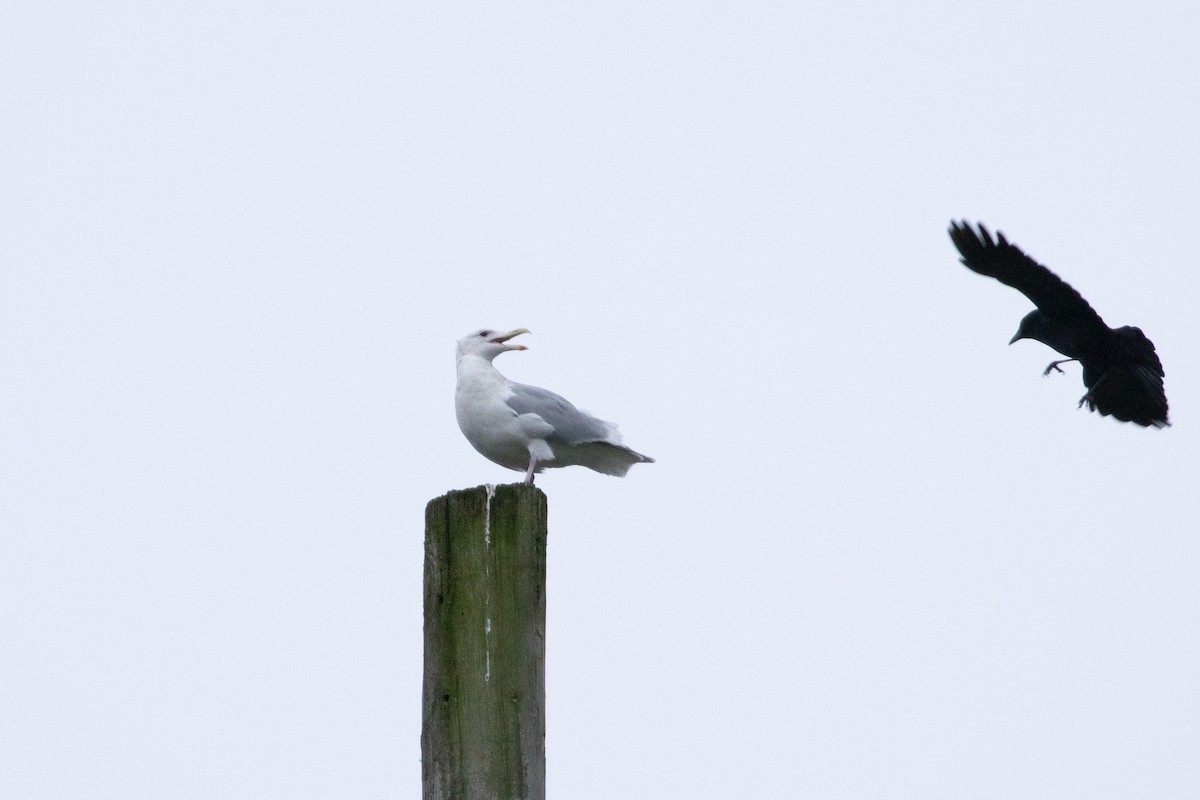 Glaucous-winged Gull - ML612640043