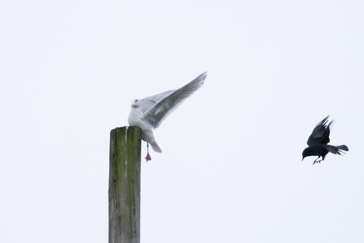 Glaucous-winged Gull - ML612640044