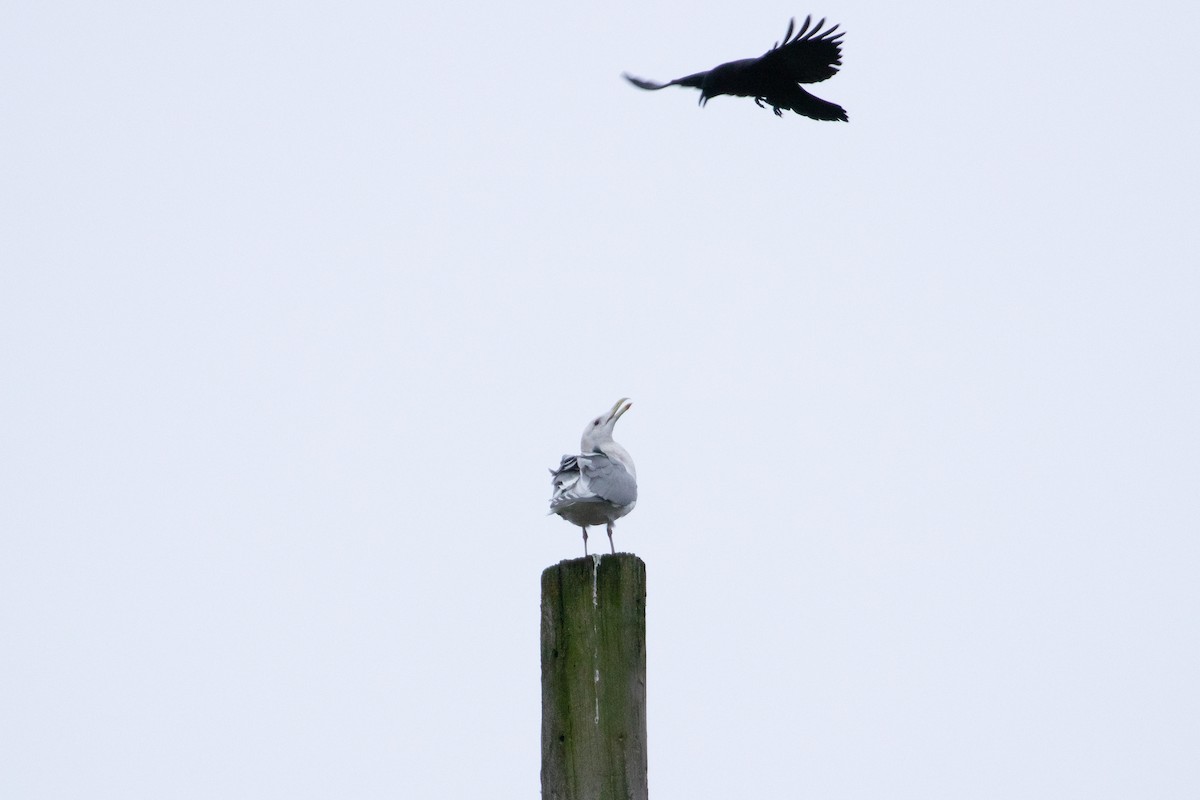 Glaucous-winged Gull - ML612640045