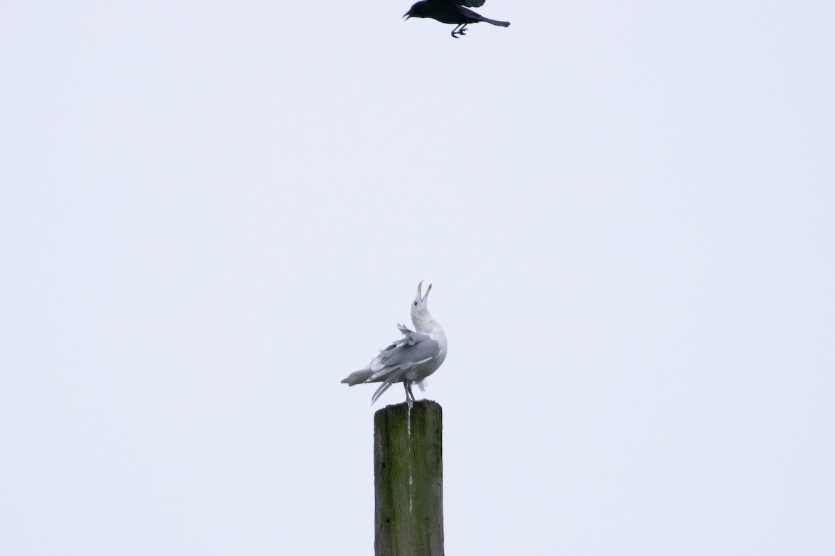 Glaucous-winged Gull - ML612640046