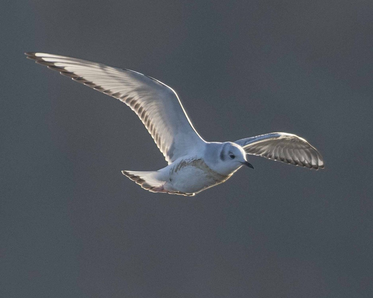 Bonaparte's Gull - ML612640066