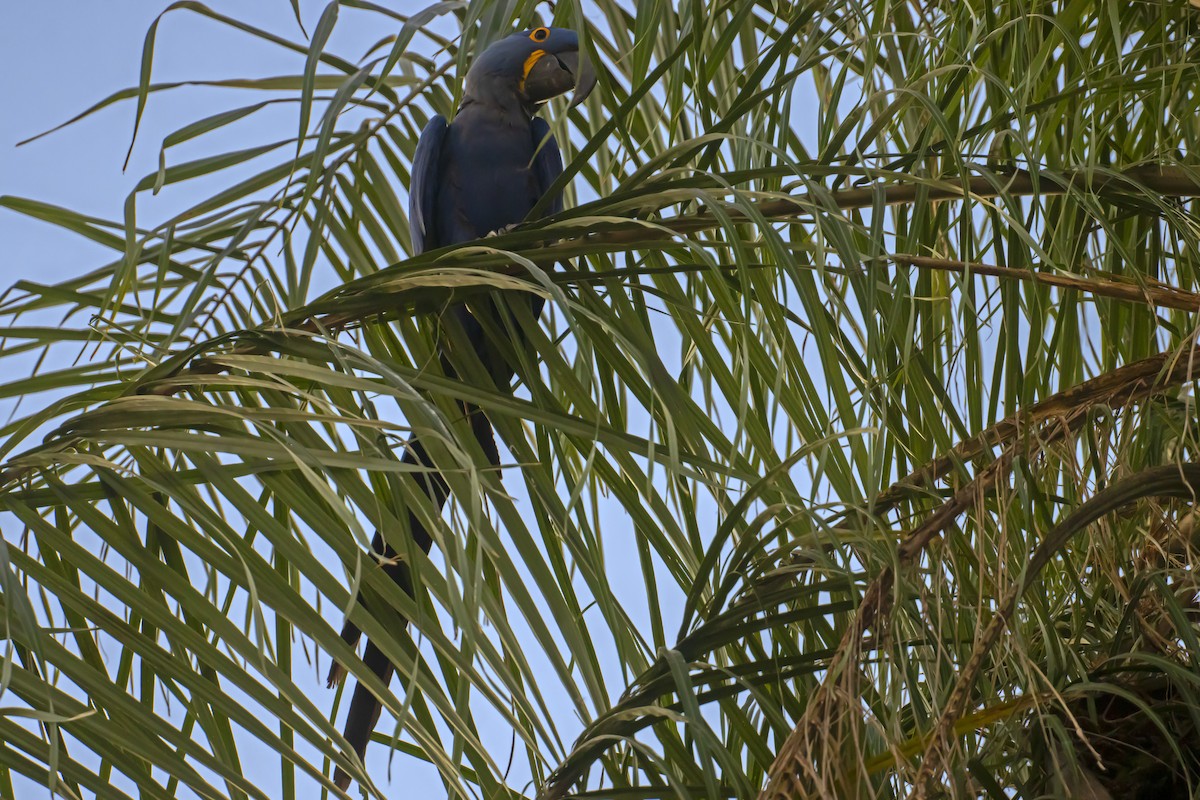 Hyacinth Macaw - Antonio Rodriguez-Sinovas