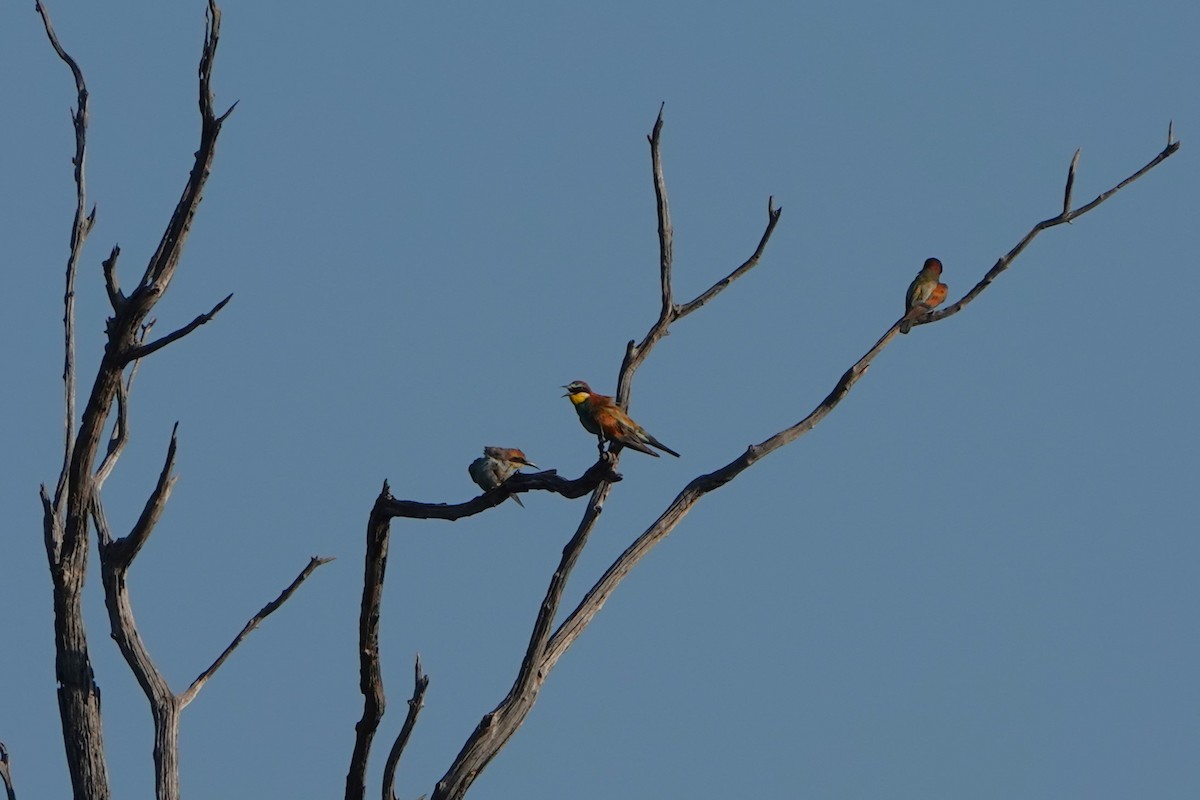 European Bee-eater - ML612640195