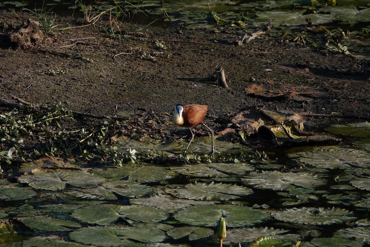 African Jacana - ML612640197