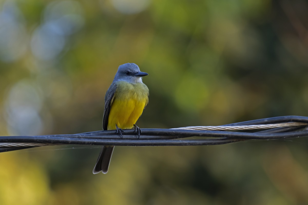 Tropical Kingbird - Antonio Rodriguez-Sinovas