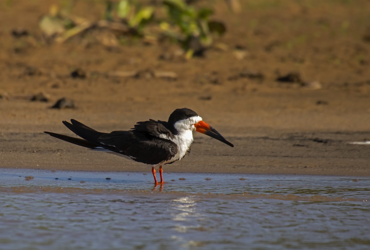 Black Skimmer - Antonio Rodriguez-Sinovas