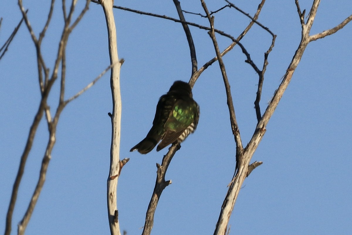 Shining Bronze-Cuckoo - ML612640332