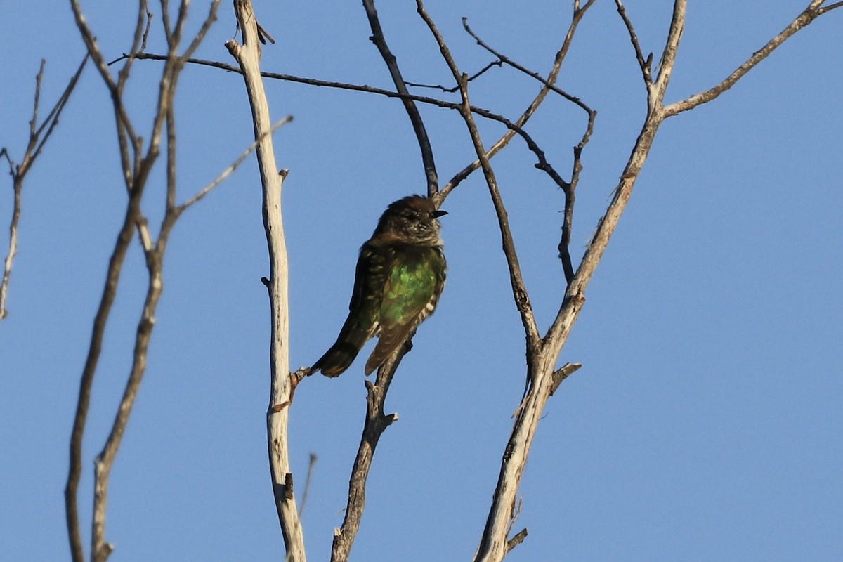 Shining Bronze-Cuckoo - ML612640338