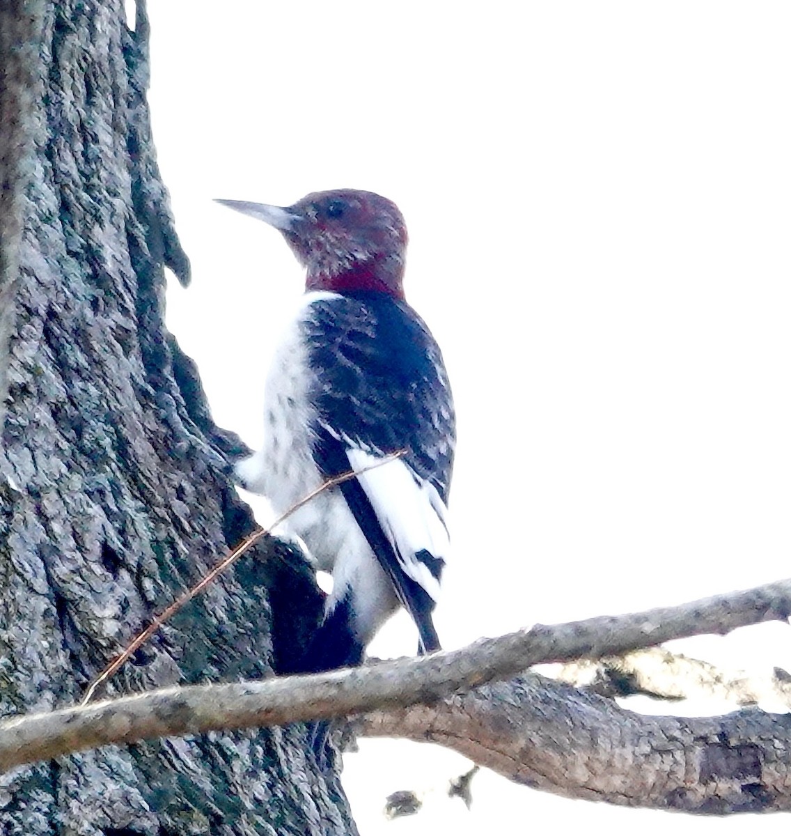 Red-headed Woodpecker - ML612640352