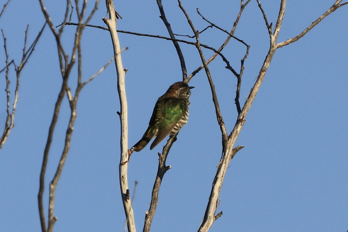 Shining Bronze-Cuckoo - ML612640353