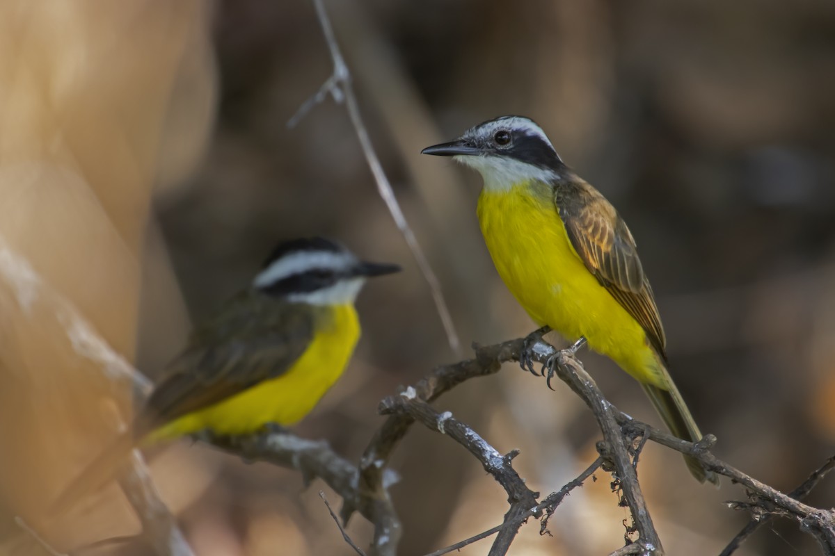 Lesser Kiskadee - Antonio Rodriguez-Sinovas
