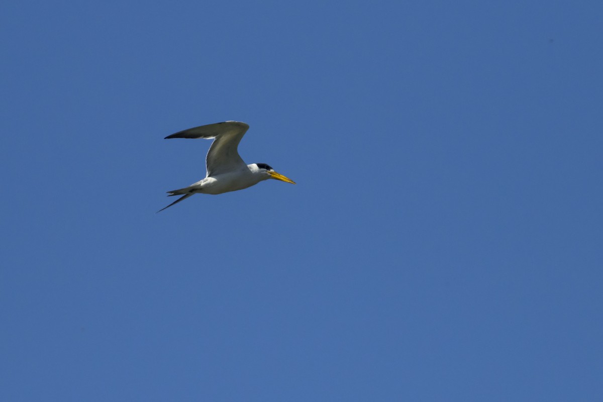 Large-billed Tern - Antonio Rodriguez-Sinovas