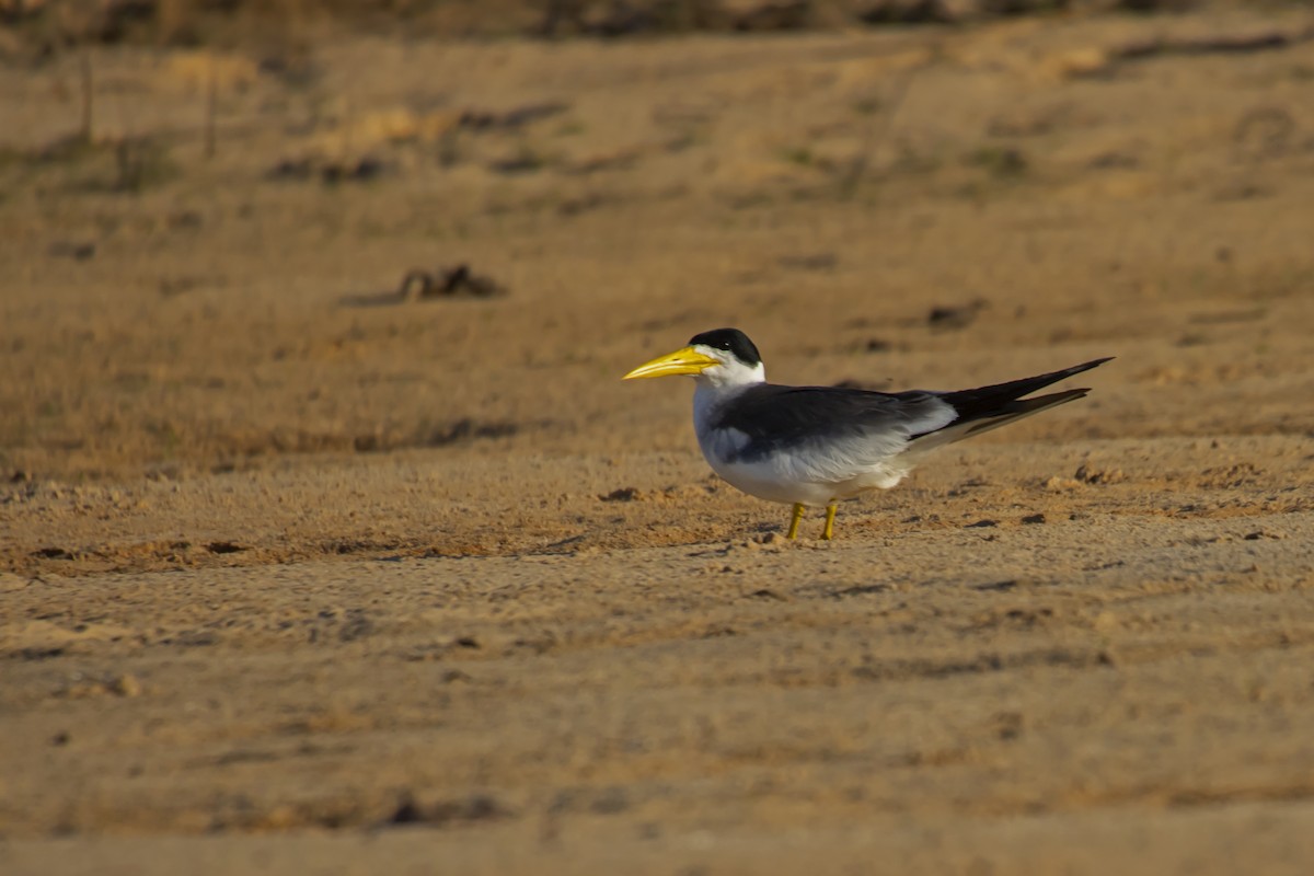 Large-billed Tern - Antonio Rodriguez-Sinovas