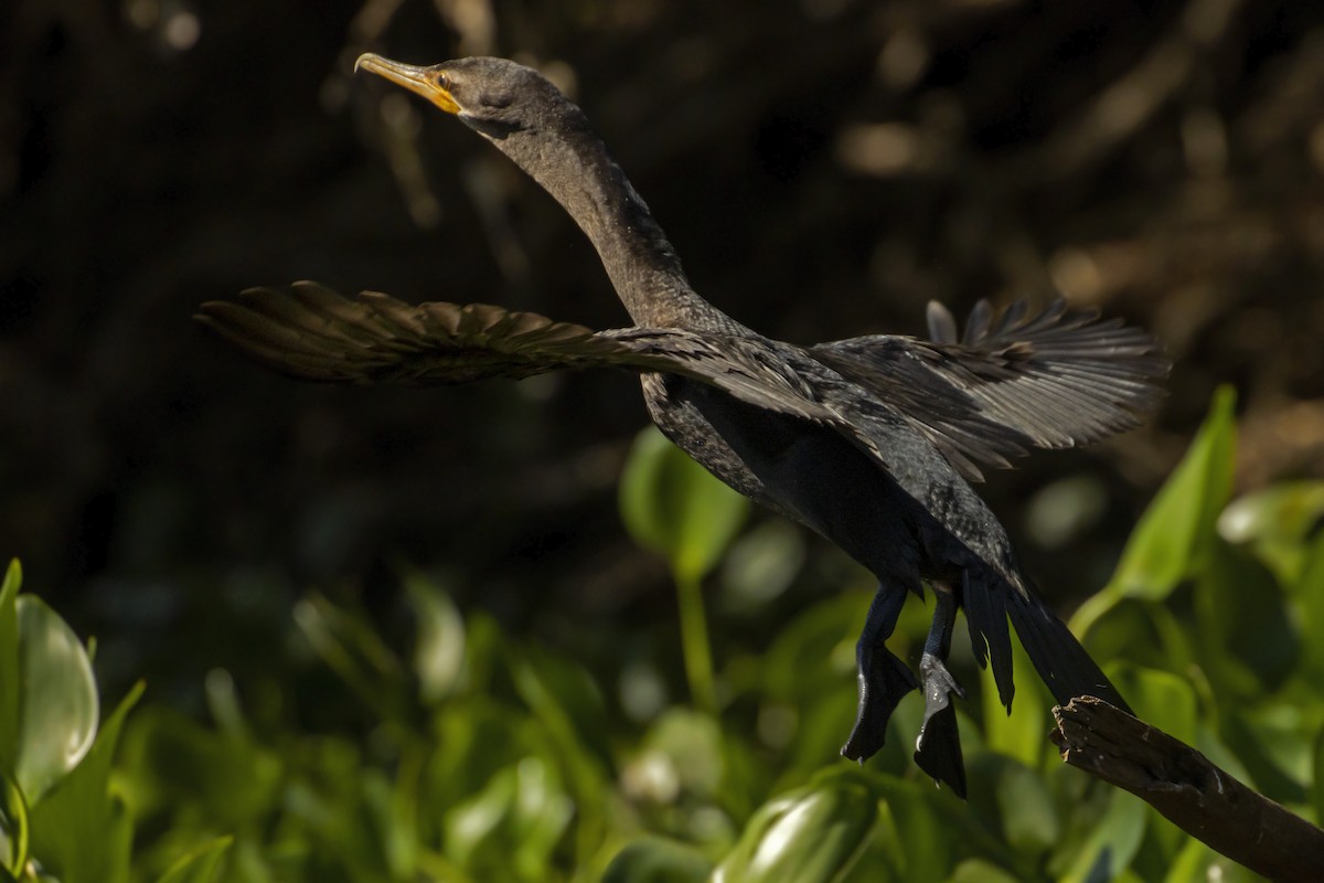 Neotropic Cormorant - Antonio Rodriguez-Sinovas