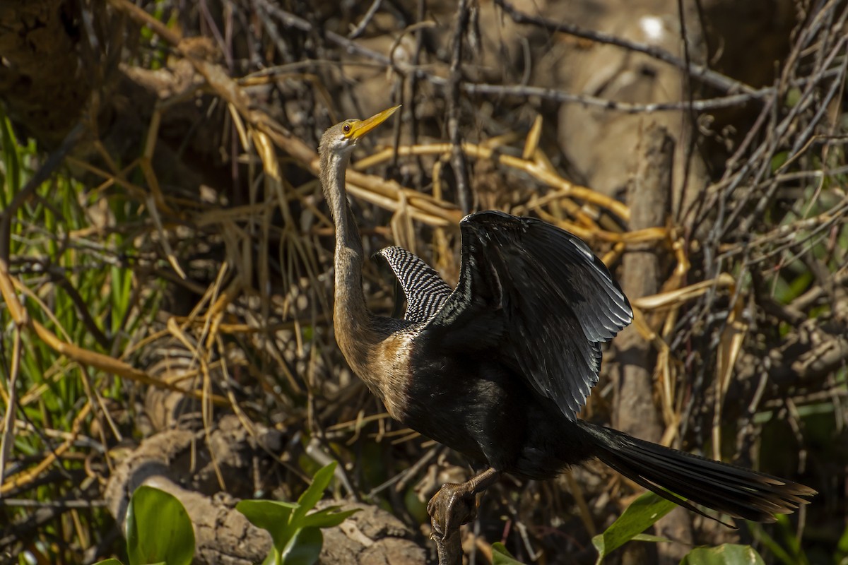 Anhinga - ML612640406