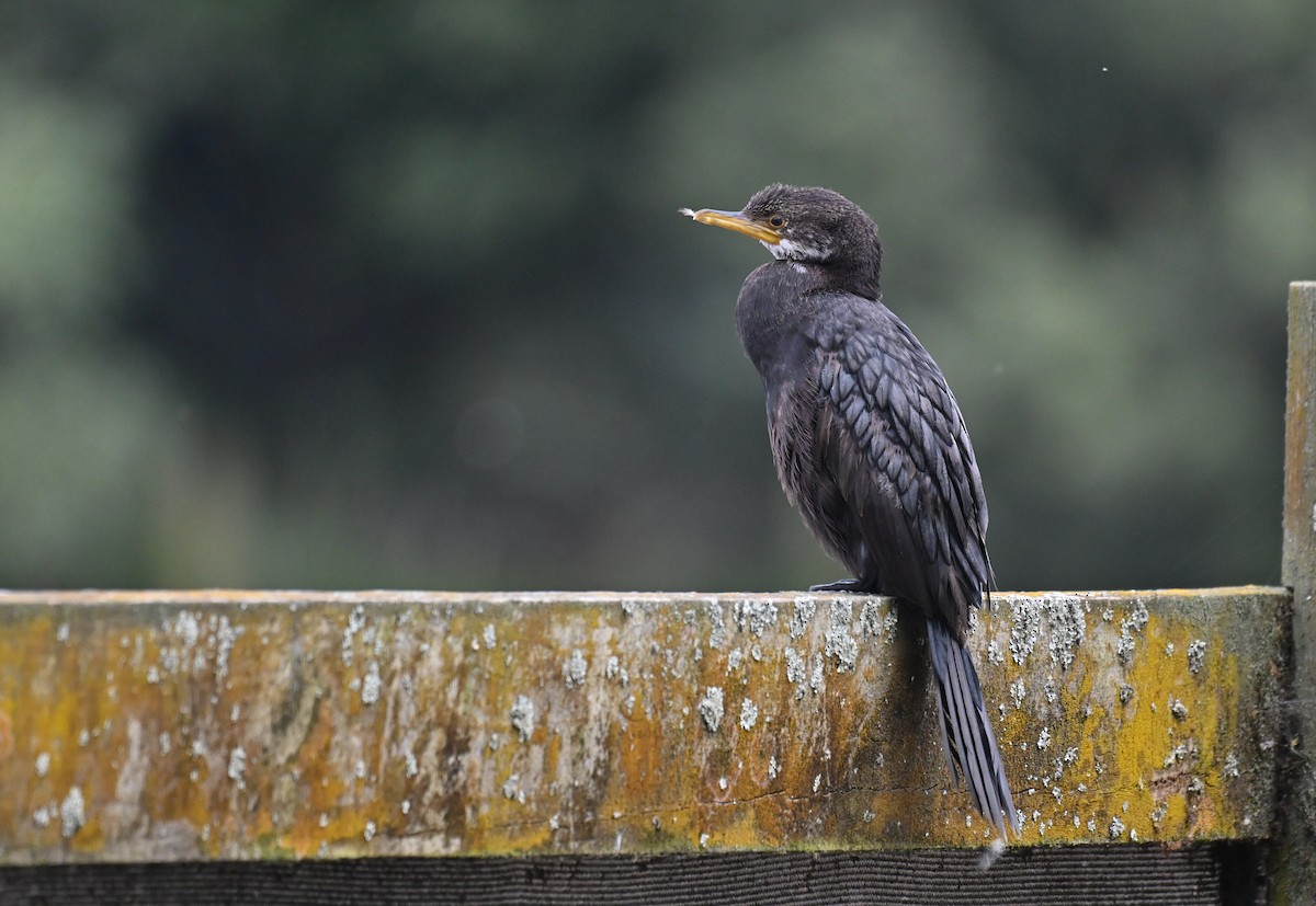 Little Pied Cormorant - ML612640440