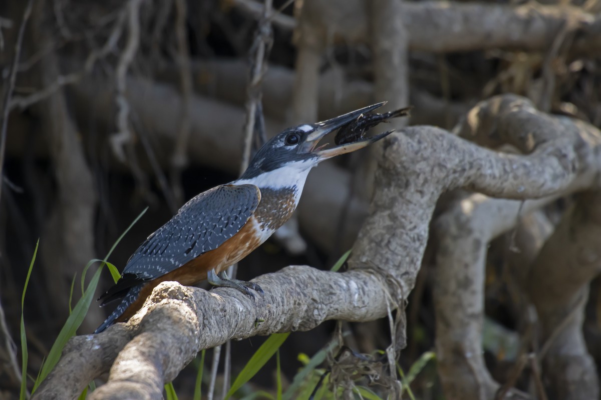 Ringed Kingfisher - Antonio Rodriguez-Sinovas