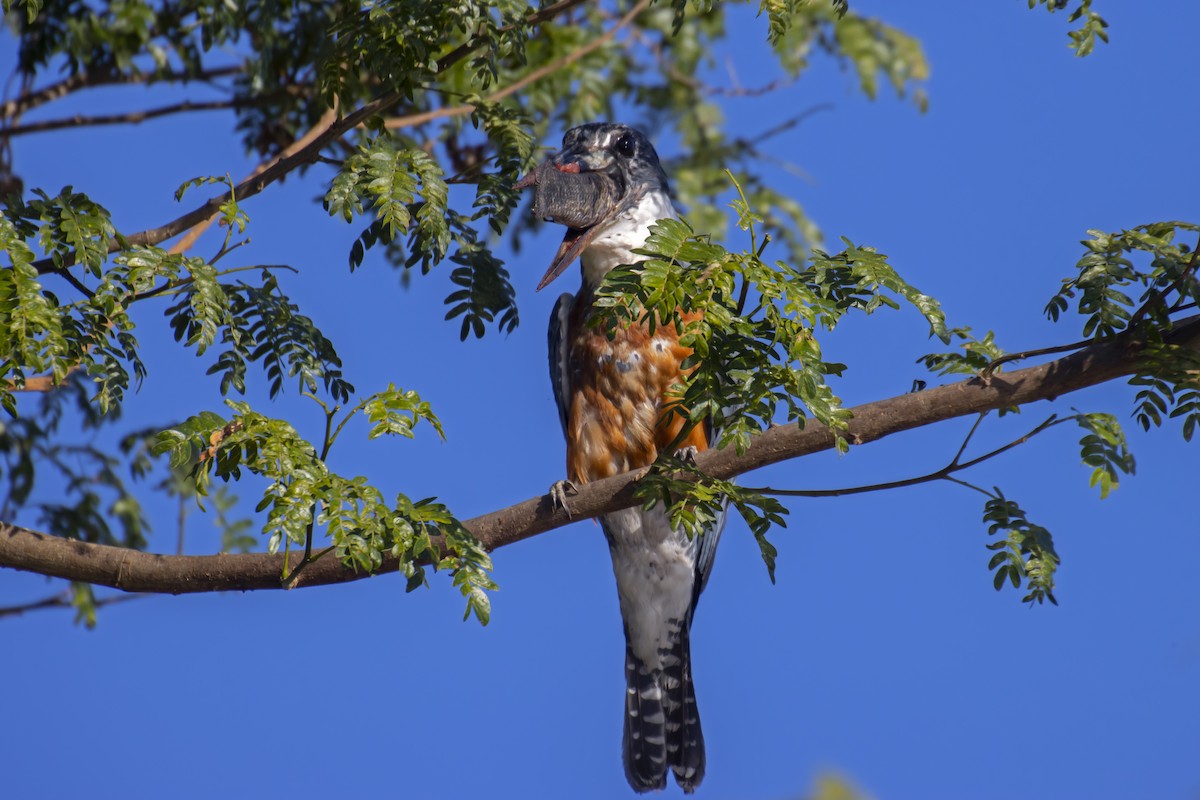 Ringed Kingfisher - Antonio Rodriguez-Sinovas