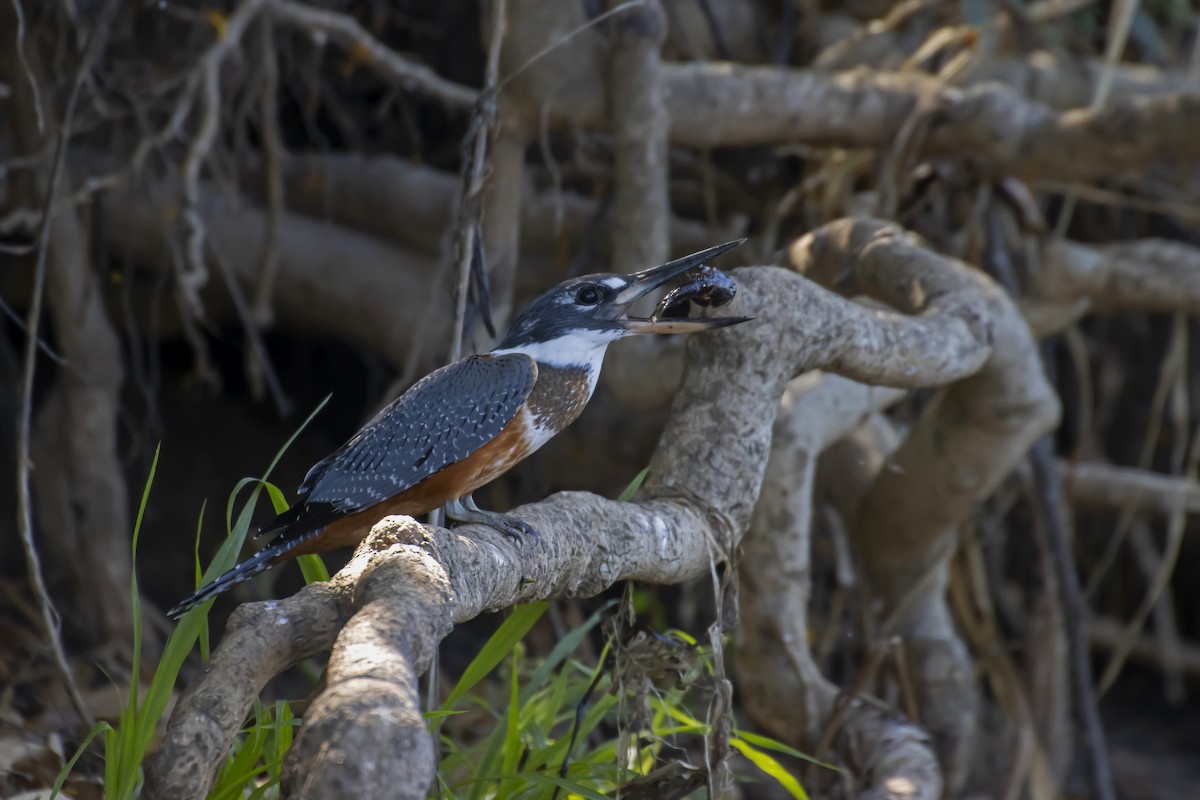 Ringed Kingfisher - Antonio Rodriguez-Sinovas