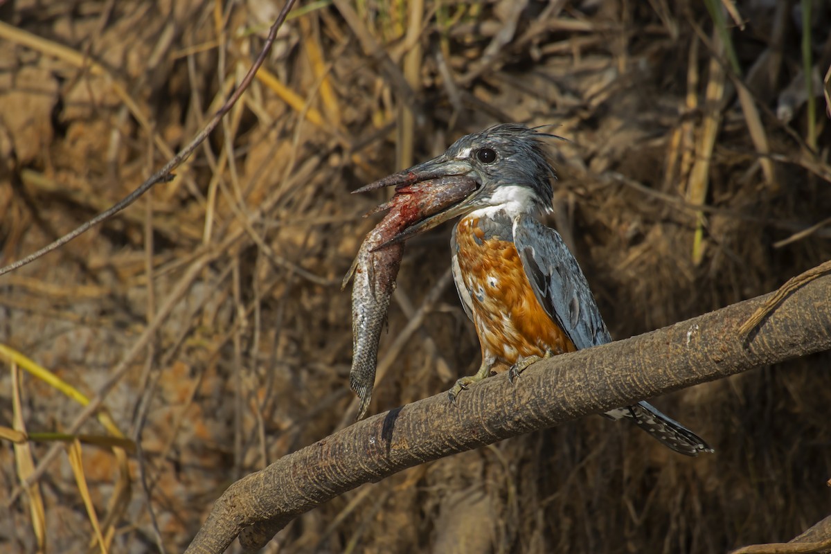 Ringed Kingfisher - Antonio Rodriguez-Sinovas