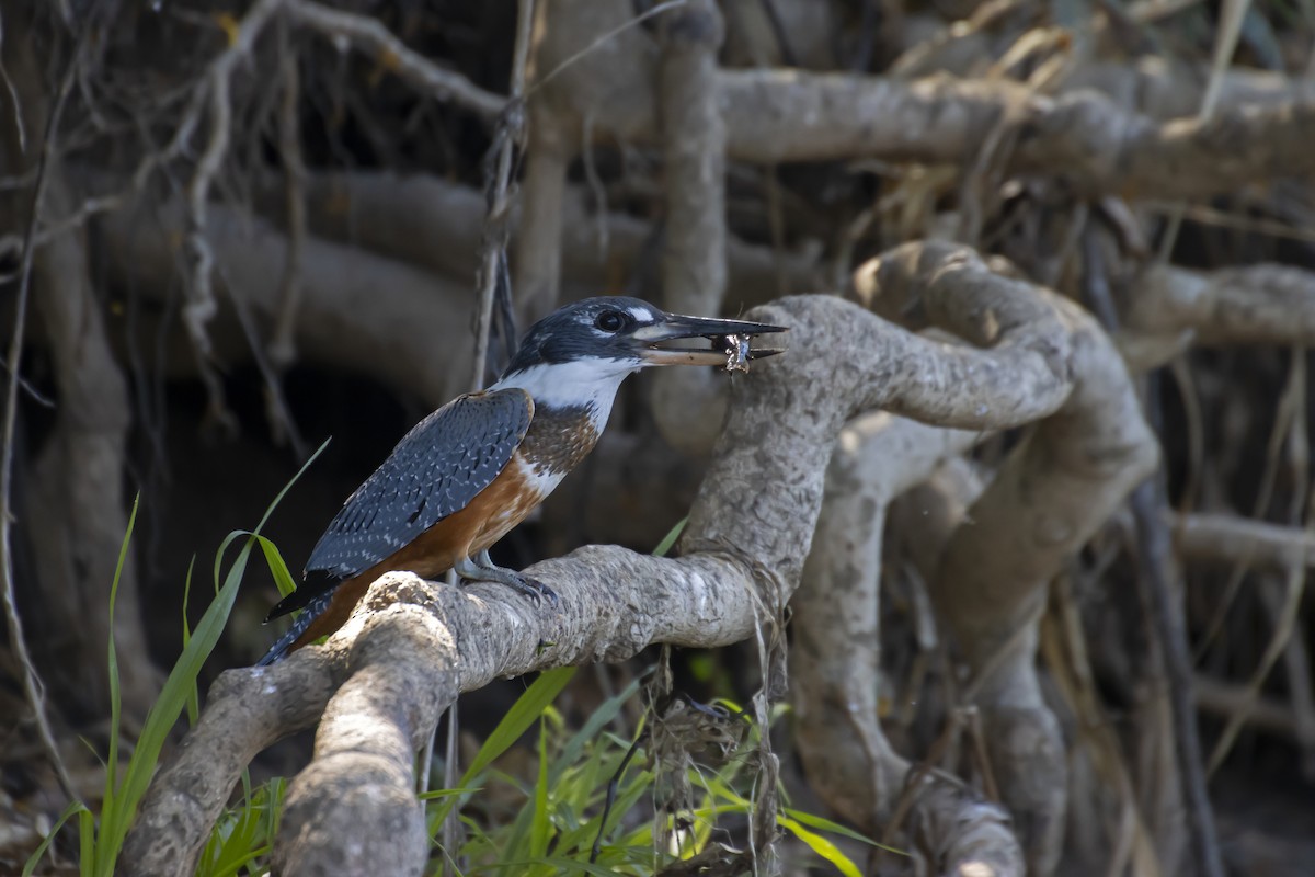 Ringed Kingfisher - Antonio Rodriguez-Sinovas