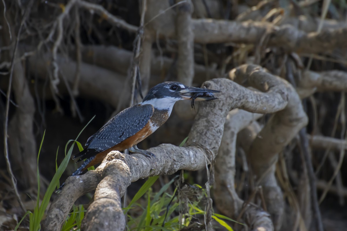 Ringed Kingfisher - Antonio Rodriguez-Sinovas