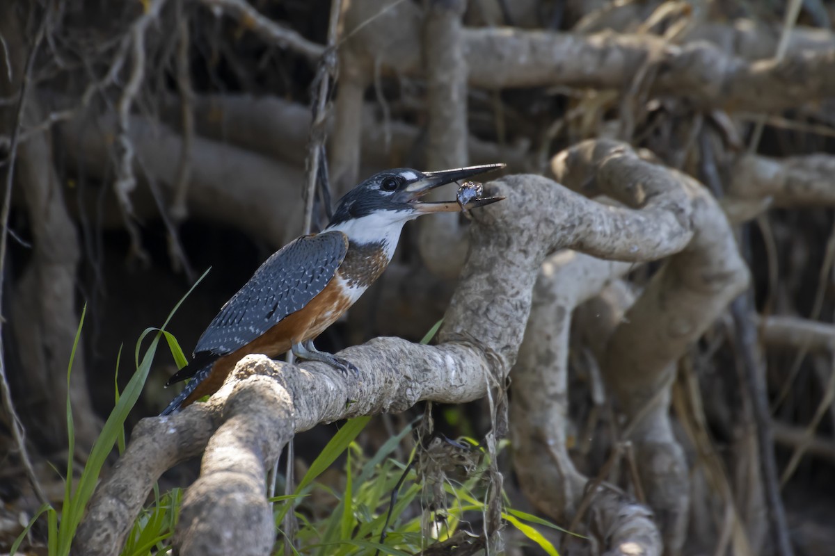 Ringed Kingfisher - Antonio Rodriguez-Sinovas