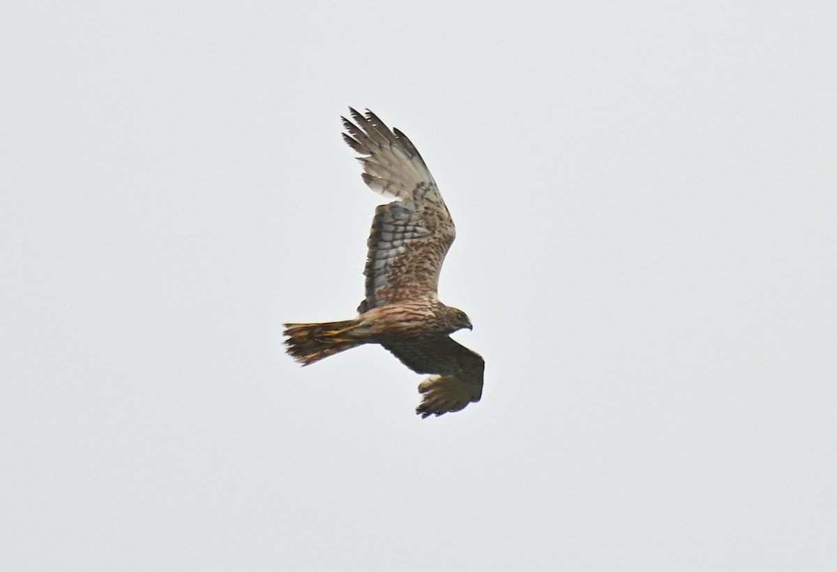 Swamp Harrier - ML612640449