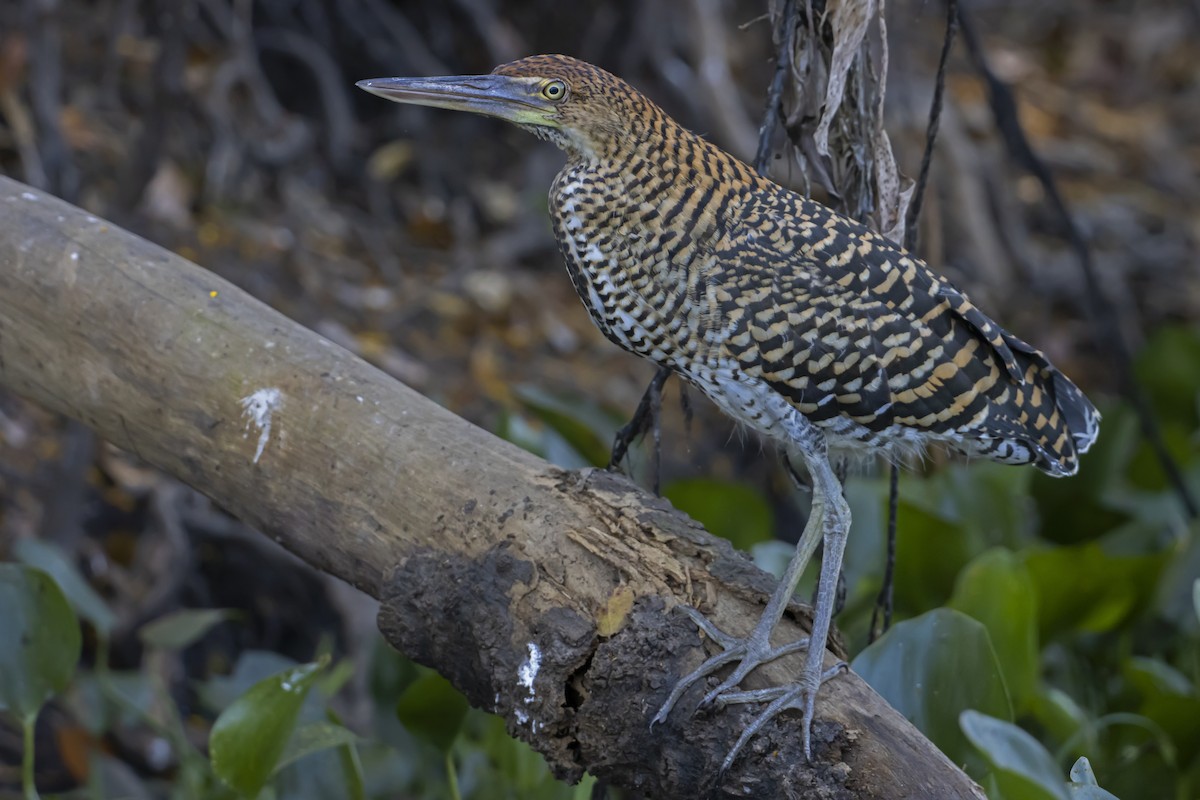 Rufescent Tiger-Heron - Antonio Rodriguez-Sinovas