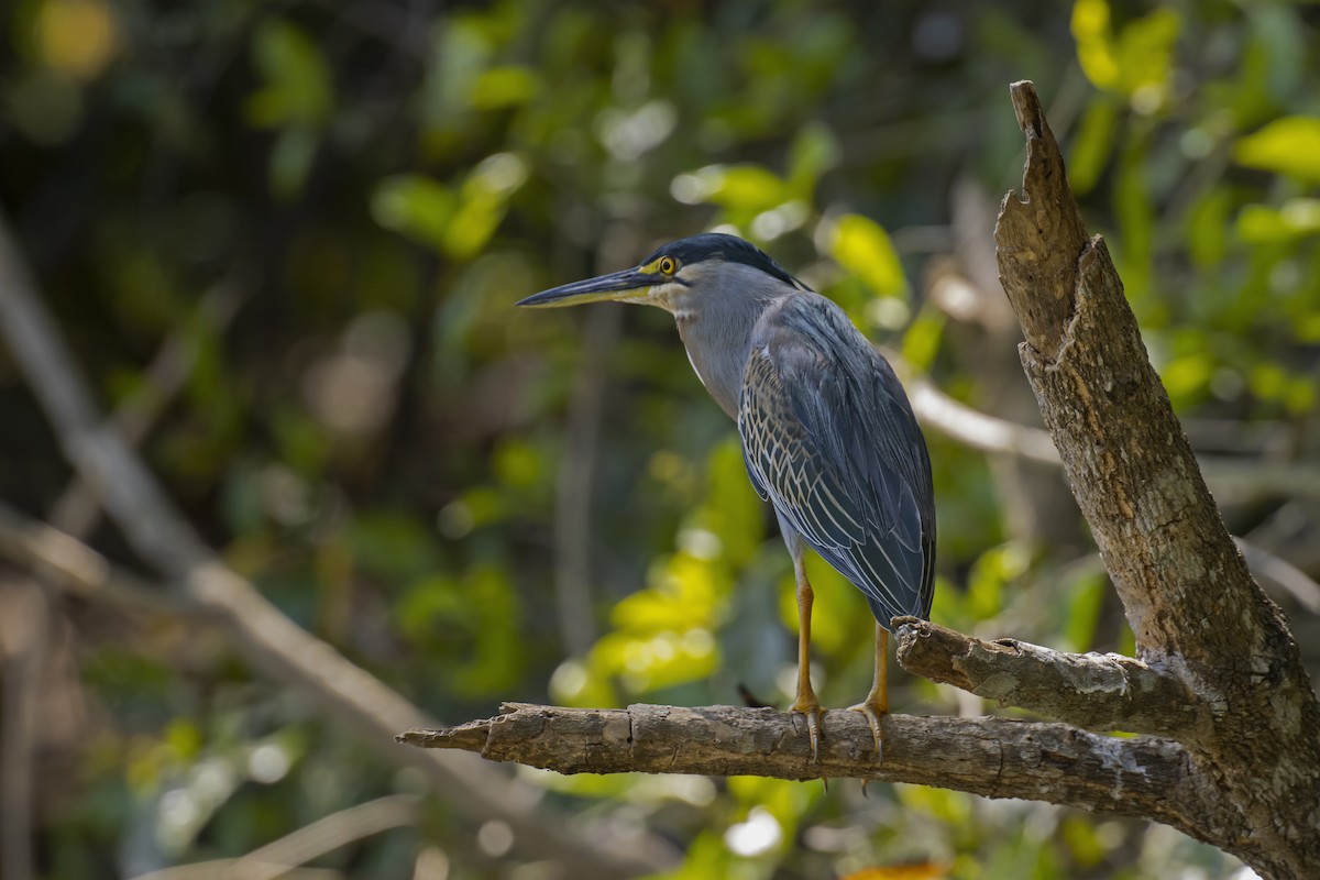 Striated Heron - Antonio Rodriguez-Sinovas