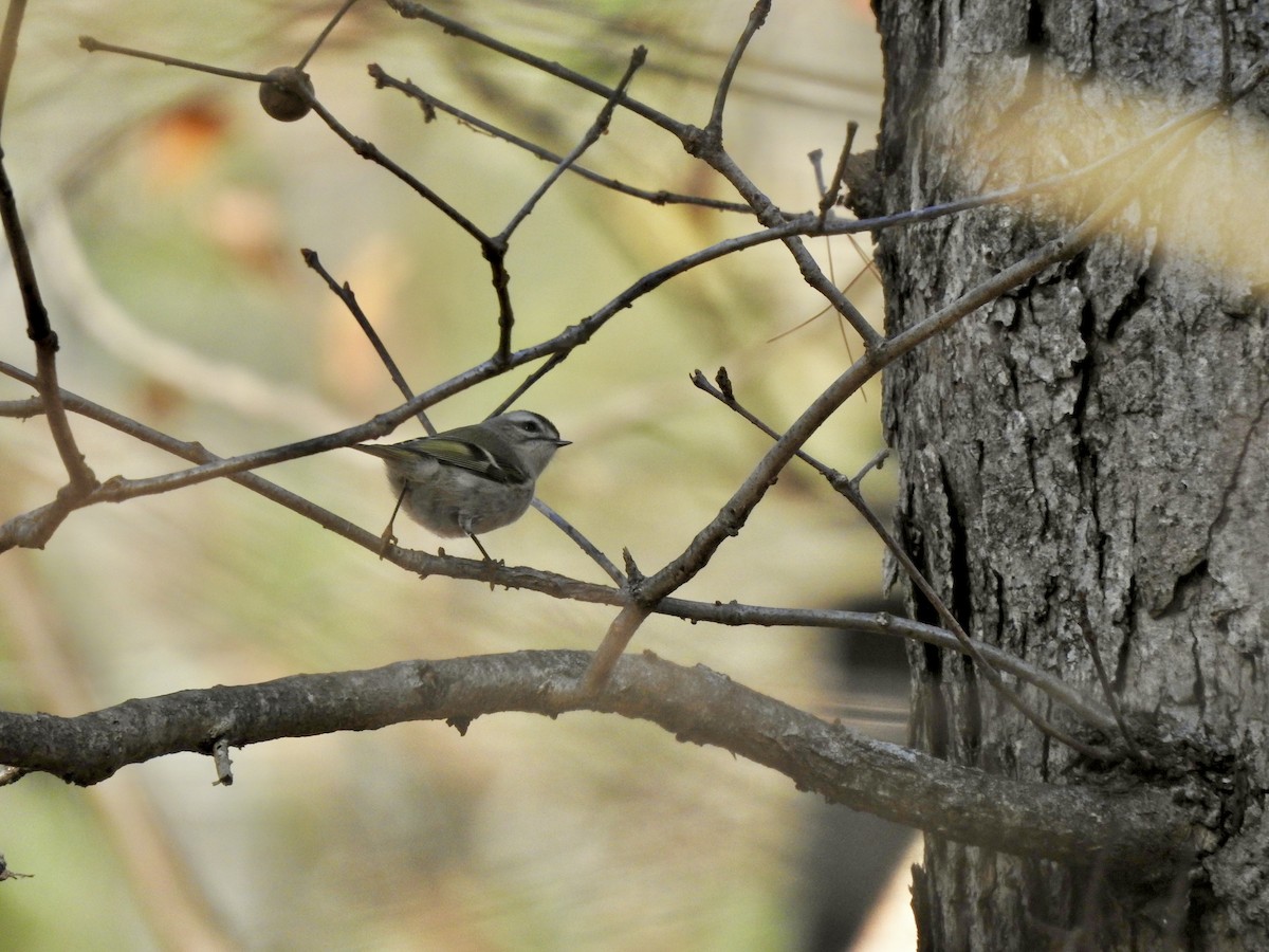 Golden-crowned Kinglet - ML612640539