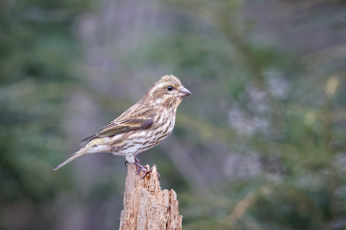 Purple Finch - Frédérick Lelièvre