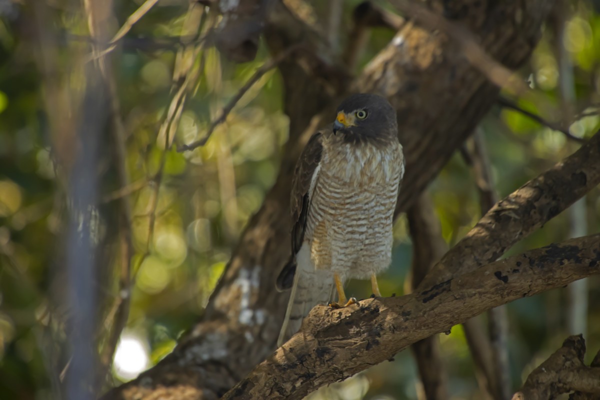 Roadside Hawk - Antonio Rodriguez-Sinovas