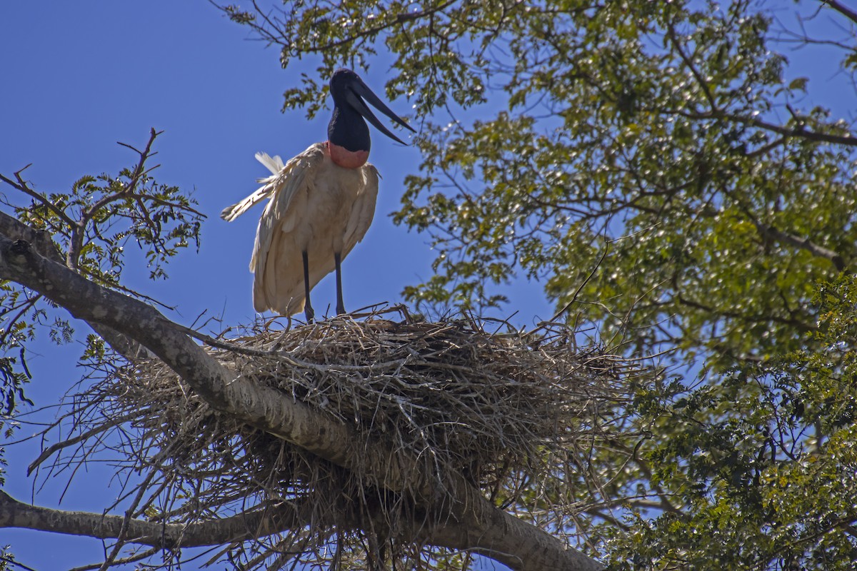 Jabiru - Antonio Rodriguez-Sinovas