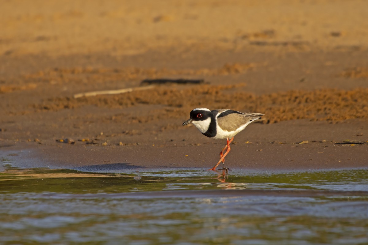 Pied Plover - Antonio Rodriguez-Sinovas
