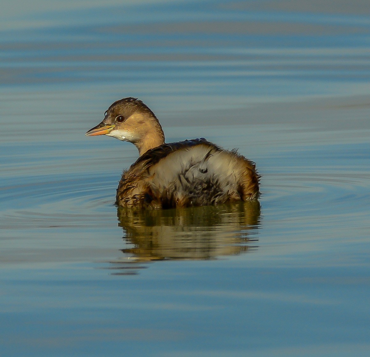 Little Grebe - ML612640609