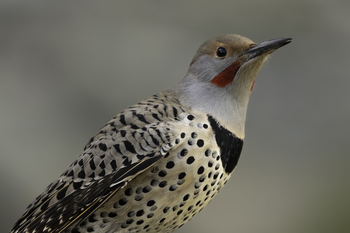 Northern Flicker (Yellow-shafted x Red-shafted) - ML612640641