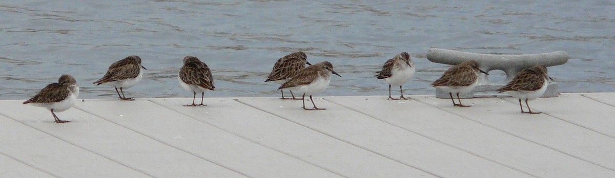 Least Sandpiper - ML612640670