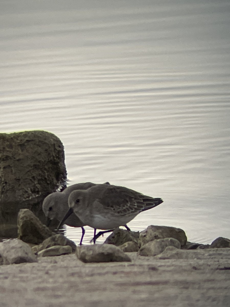 Dunlin - ML612640766