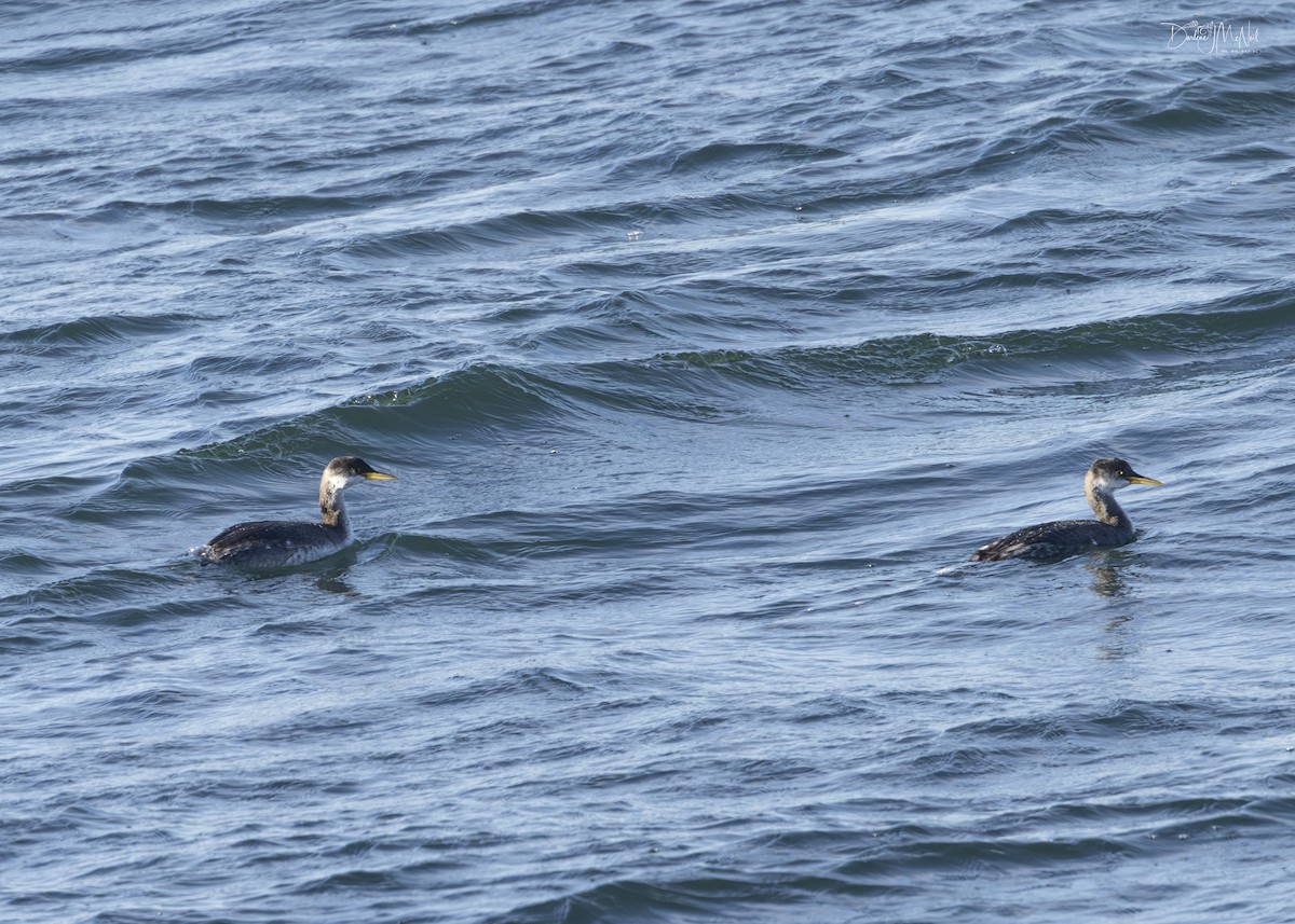 Red-necked Grebe - Darlene J McNeil