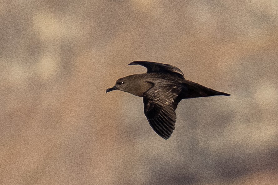 Christmas Shearwater - Sylvain Langlois