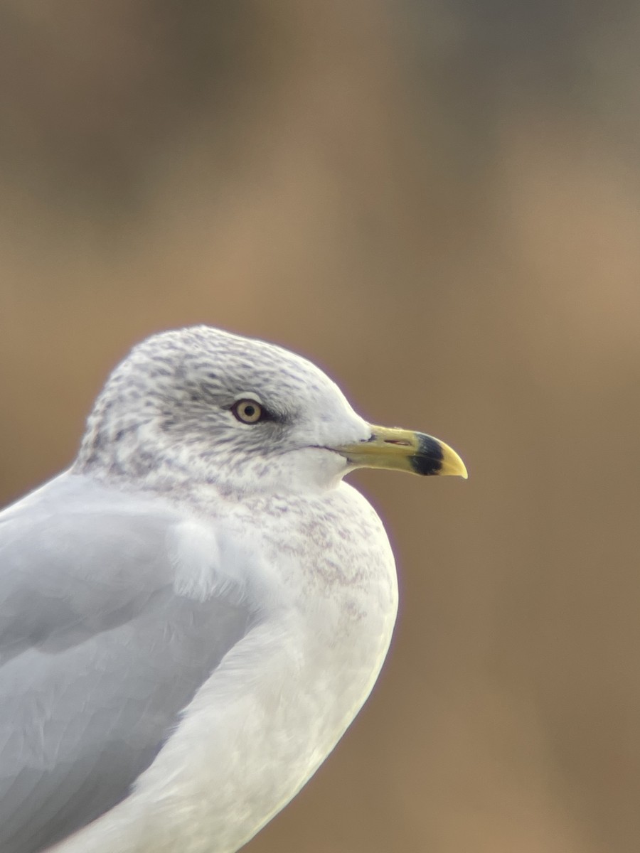 Ring-billed Gull - ML612640847